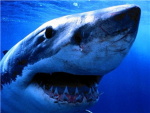 SHARK HUNTERS