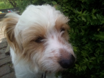 Coole hunde gurppe