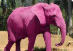 elephants power!