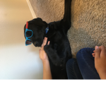 Tiki boyo5