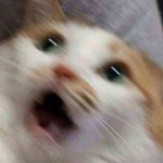 cute-cat