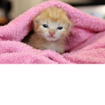 GrihmzKittens