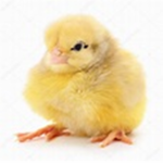 Yellow Chickens