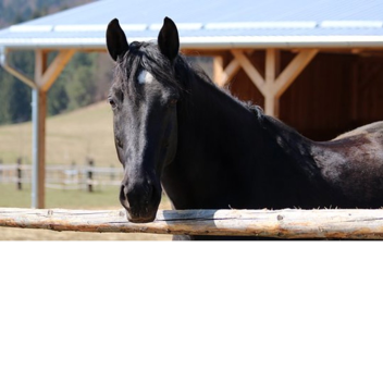Horse Riding~Rose's Ranch