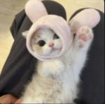 *charmies*~