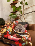 ねっこ