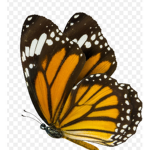 Butterfly besties!<3