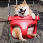 The Doge Group :)