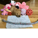 PuppySquad ( Shelby squad )