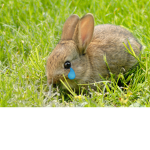 Sad bunnies...!...!...!...