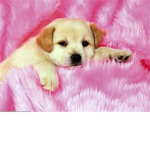 dog are the best a so cute