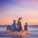 Horseian Fan Group