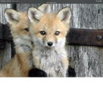 Super cute foxes United