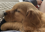 Puppies4Life1