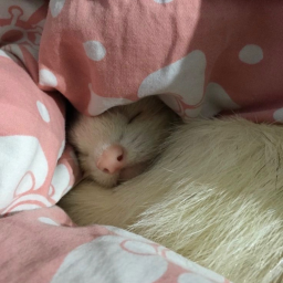 ><