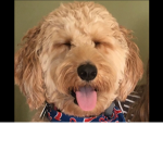puppo wuffo