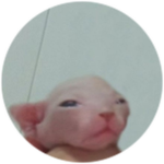 Toddler Bingus