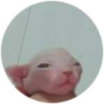 Toddler Bingus