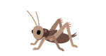 Cricket1 Studios