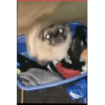 Dancingpug coult