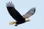 The Eagle Game