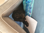 DOGSRLE