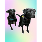 Dog group!!!!!!!