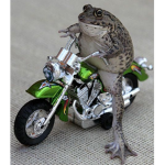 da cool frogs