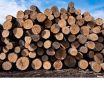 Lumber Moneys