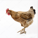 Fire chicken army