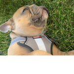 The Dog Community