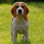Beagle Gamer Fan Club