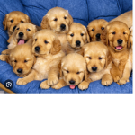The random pet group