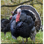 Not turkeys