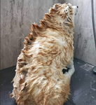 Dogzilla chat