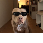 MyPrettyDoggogroup