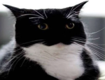tappypaws