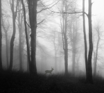 ｄａｒｋ ｆｏｒｅｓｔ ｓｔｏｒｅ 霧