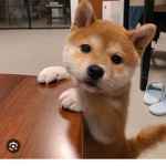 I cagnolini di DoGiulia