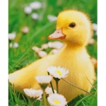 Mister ducky