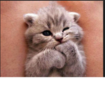 the kitten friends