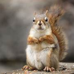 Squirrel Clan (The pack)