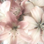 makers builders