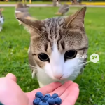 Milo_kit