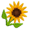 Legacy Sunflower produce