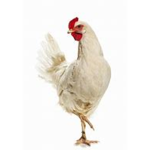 The United Chickens