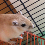bxnniq bunnies
