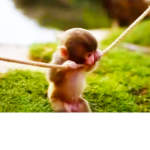 Monkeys. United.