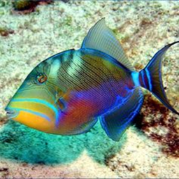 🐟