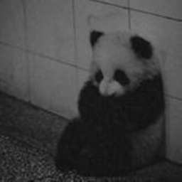 🐼